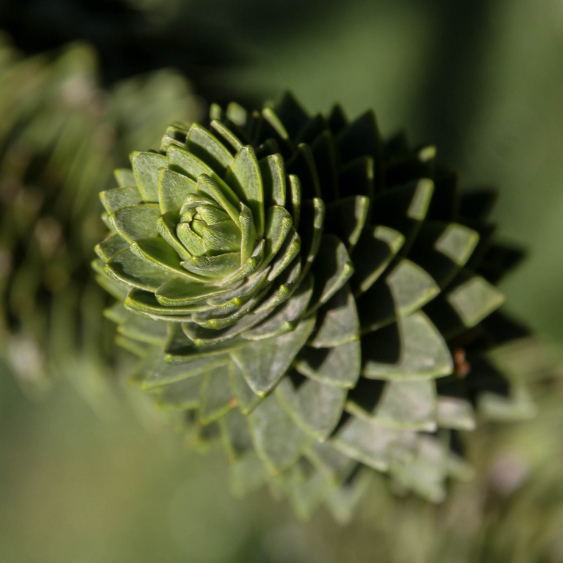 2511 CRONOPIO -- Imagen para la WEB (3)