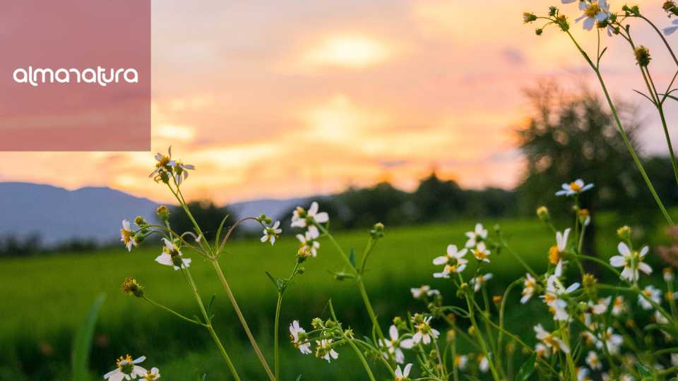 AlmaNatura (1) Almanatura