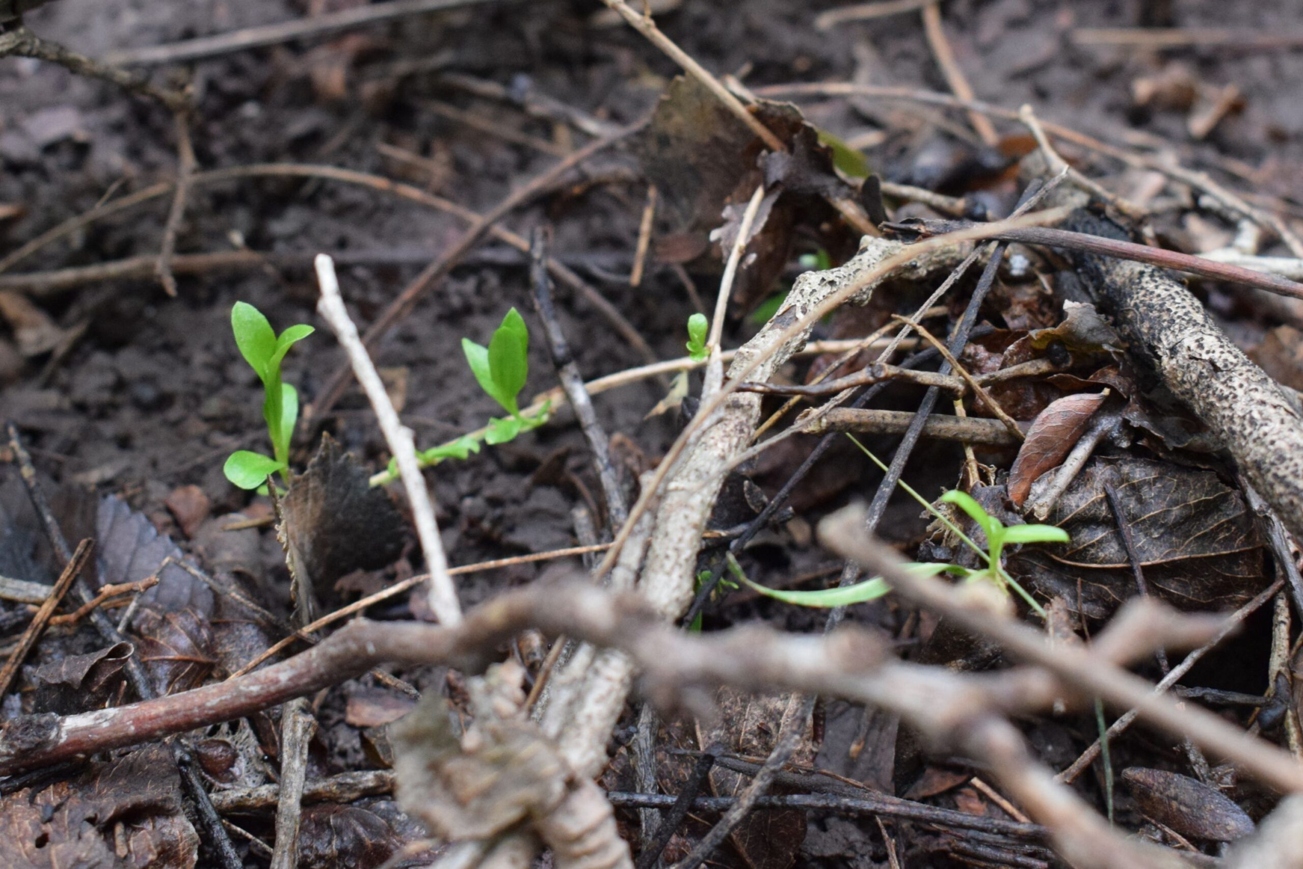 Regenerar la comunicación: volver a lo vivo