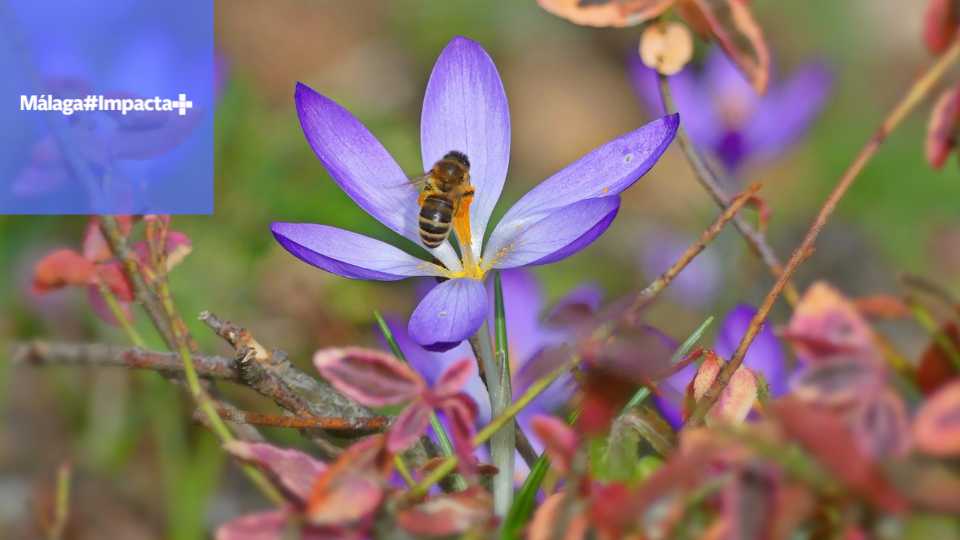 Málaga Impacta+ Málaga Impacta+